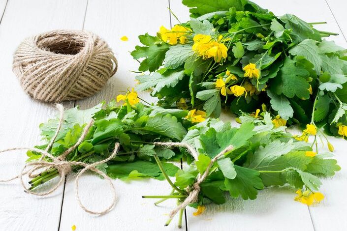 herb celandine for varicose veins