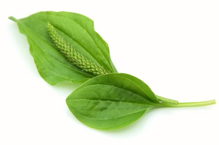 plant leaves for varicose veins