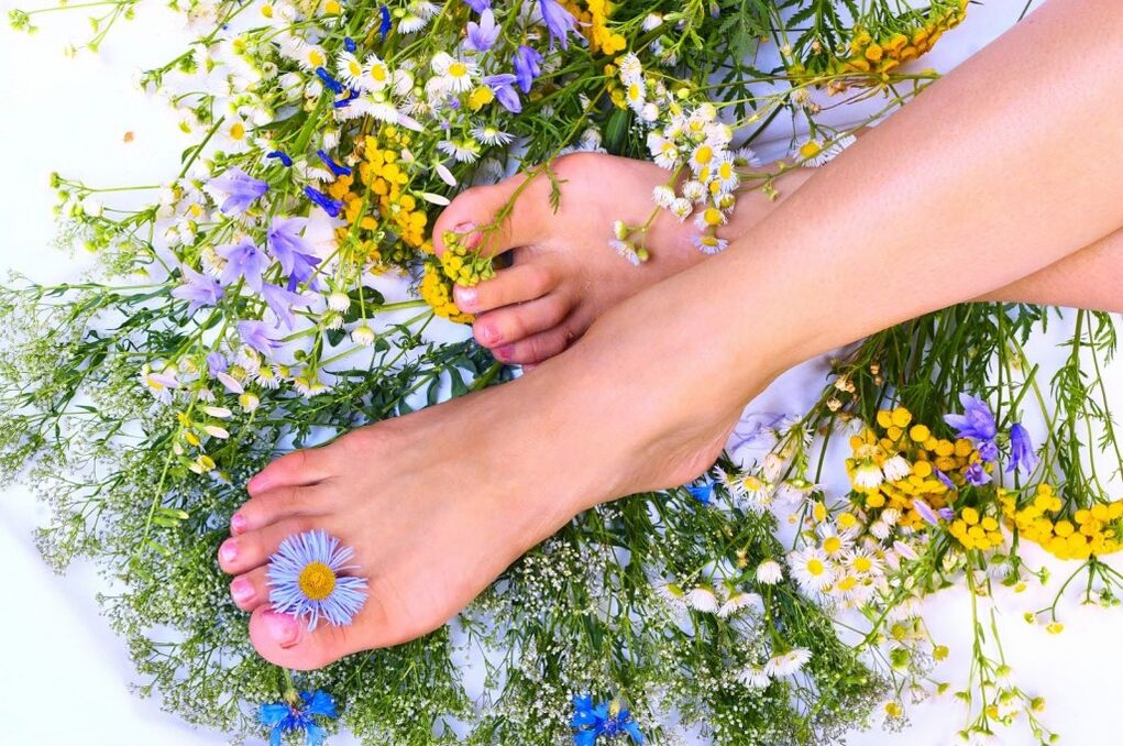 Herbs from varicose veins
